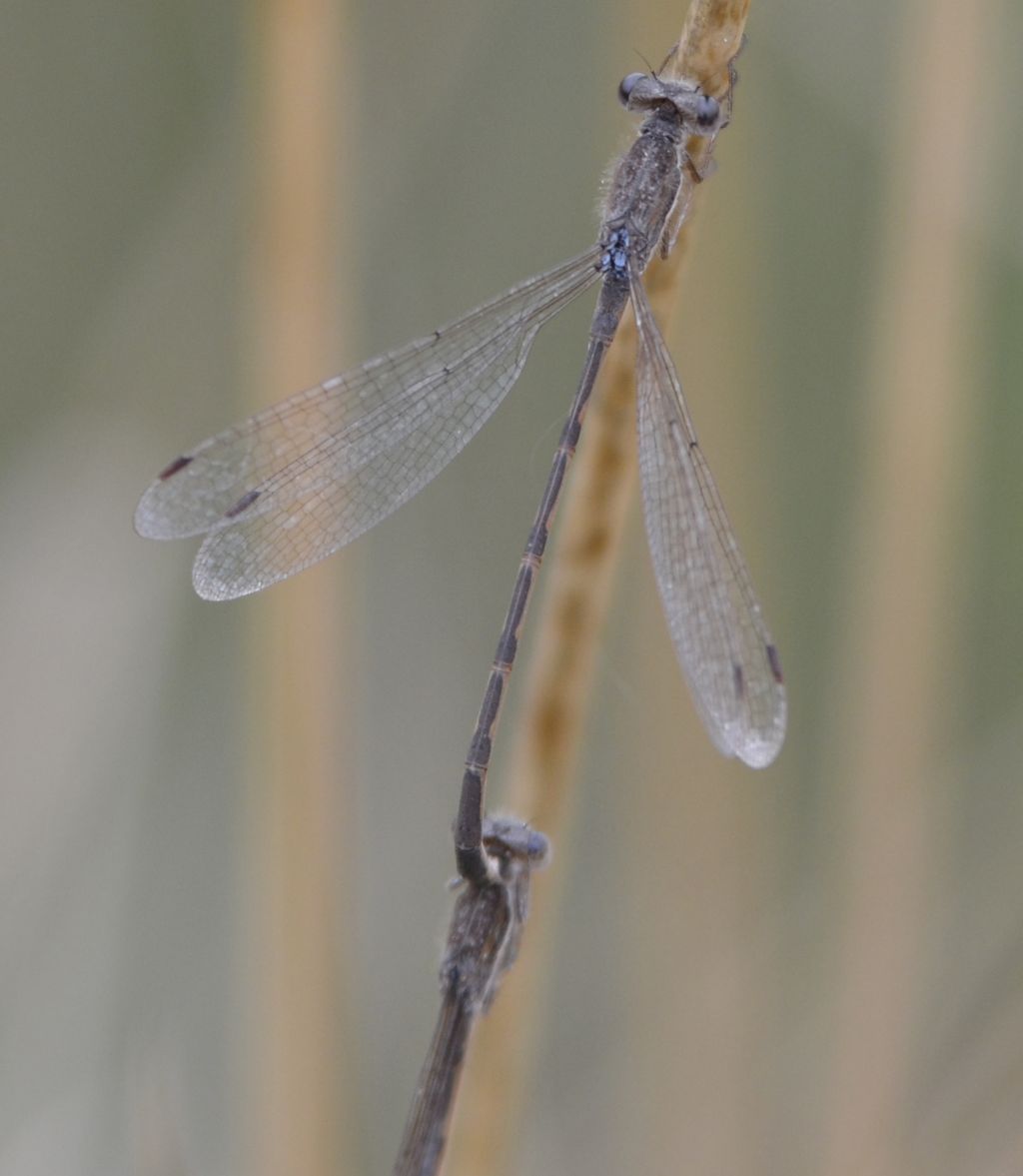 Libellula id.